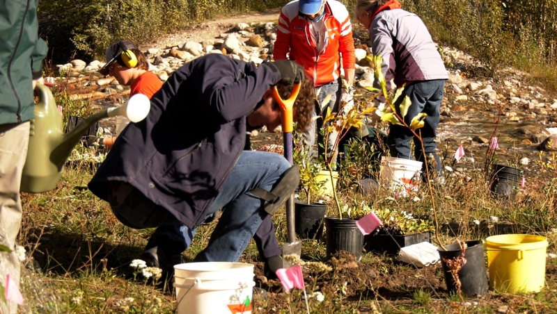 Devon Zuchotzki is one of about a dozen volunteers helping Parks Canada plant native species along the bank of the Cascade Creek just north of the Banff townsite.