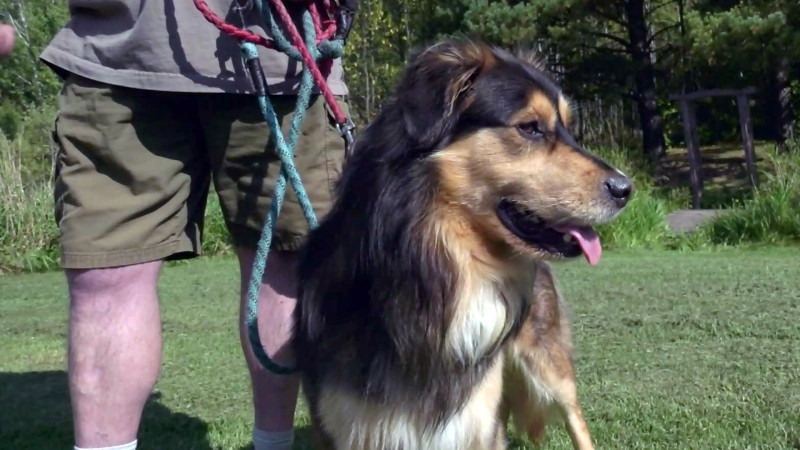 Heroic northern Ont. dog a real lifesaver