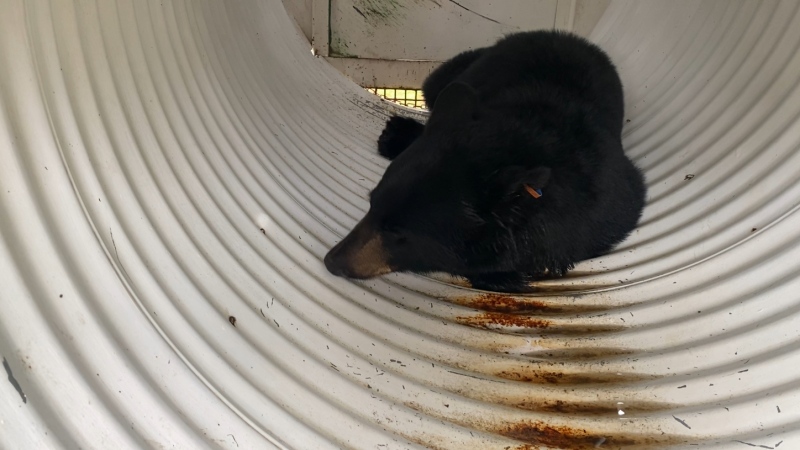 DNRR members tranquilized a bear in the Dartmouth Commons on Sept. 19, 2024. (Source: Hafsa Arif/CTV News Atlantic)