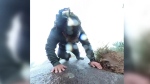 WATCH: Hiker captures fall down mountain