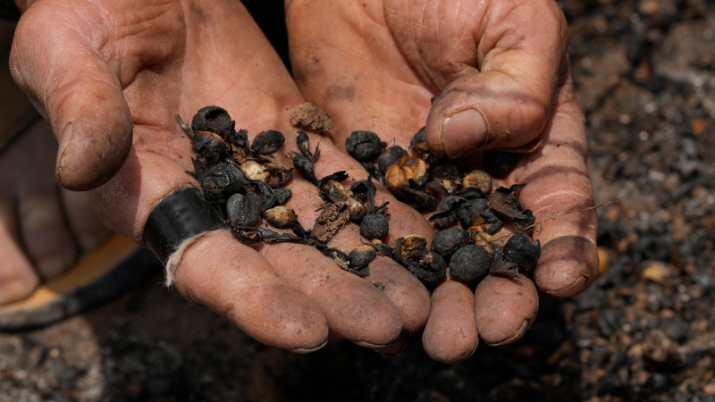 Coffee producer Joao Rodrigues Martins holds a handful of damaged coffee beans during an inspection of his plantation consumed by wildfires in a rural area of Caconde, Sao Paulo state, Brazil, Wednesday, Sept. 18, 2024. (Andre Penner / AP Photo)