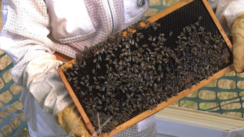 Beekeeper Mike Der Kinderen inspecting a beehive at Georgian College in Barrie, Ont on September 22, 2024 (CTV News/ Mike Lang).