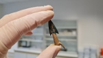 Lead study author Leif Inselmann holds one of the arrowheads recovered from Mecklenburg-Western Pomerania, a state in northeast Germany that’s home to the Tollense Valley. (Leif Inselmann via CNN Newsource)