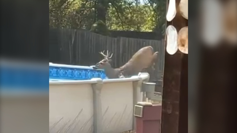 A deer jumps into a backyard pool in Tecumseh, Ont, on Sept. 22, 2024. (Submitted to CTV News)