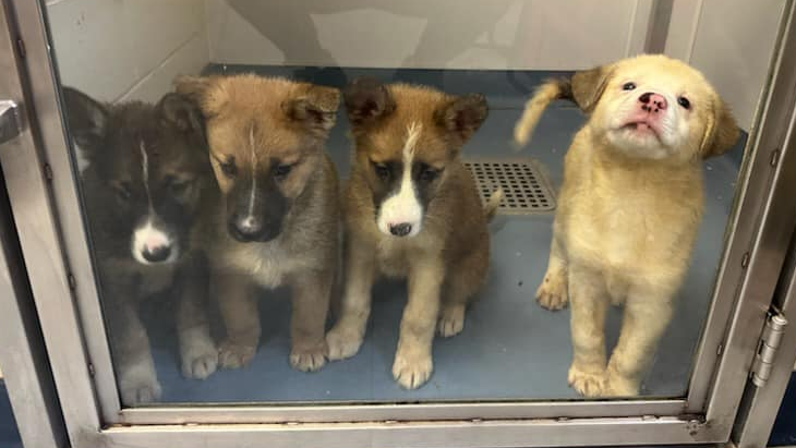 Four mixed-breed, eight-week-old puppies were found near County Road 21 in Essa Township and surrendered to the Alliston & District Humane Society. (Source: Alliston & District Humane Society Lost and Found/Facebook)