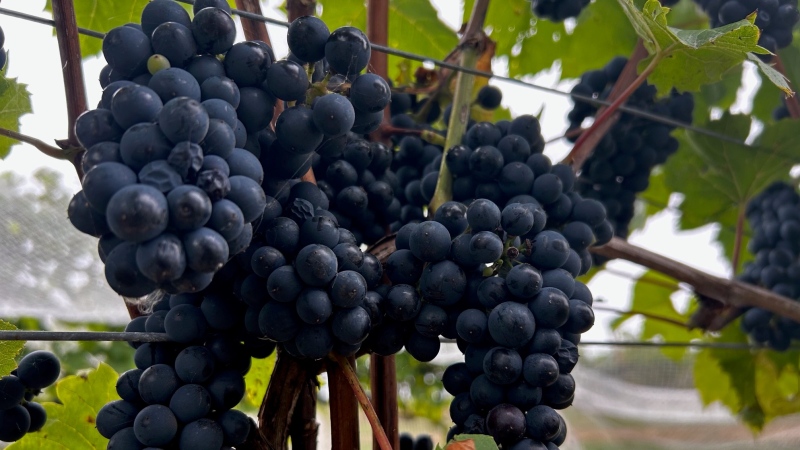 A collection of grapes in Nova Scotia. (Source: Jonathan MacInnis/CTV News Atlantic)