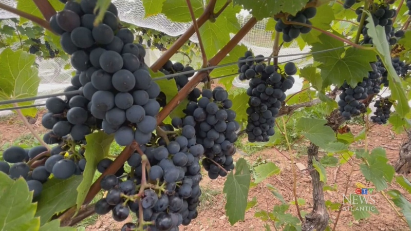 Vineyards in Annapolis Valley look for grape picke