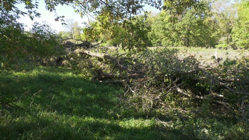 Felled trees are seen in Lemay Forest on Sept. 25, 2024. (Jeff Keele/CTV News Winnipeg)