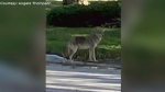 Residents urge Barrie to address coyote issues