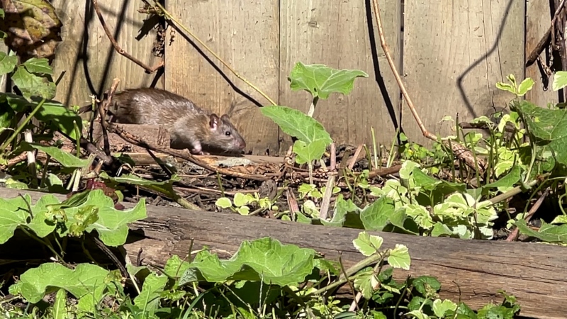 A rat seen in a backyard in Overbrook. Sept. 27, 2024. (Dave Charbonneau/CTV News Ottawa)