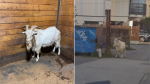 Vancouver police officers took a goat into custody Friday night. At left, the goat is seen in a photo shared by Vancouver Police Department Deputy Chief Howard Chow. At right, the goat is seen wandering in an alley near Kingsway in a video shared with CTV News.