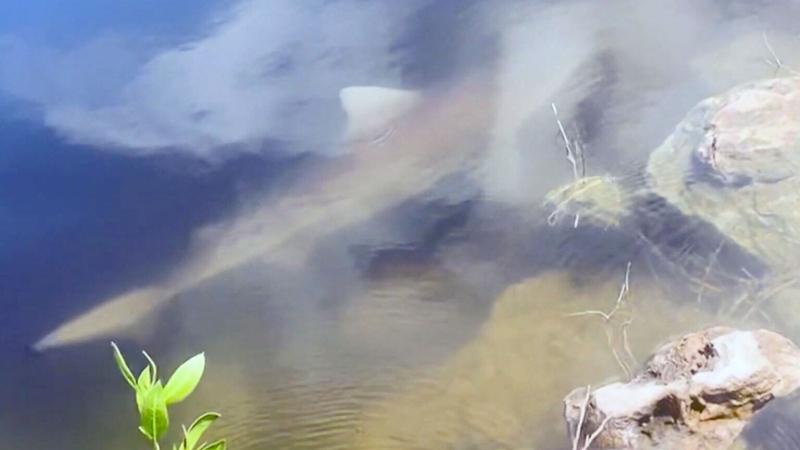 Baby bull shark found in lake after hurricane 