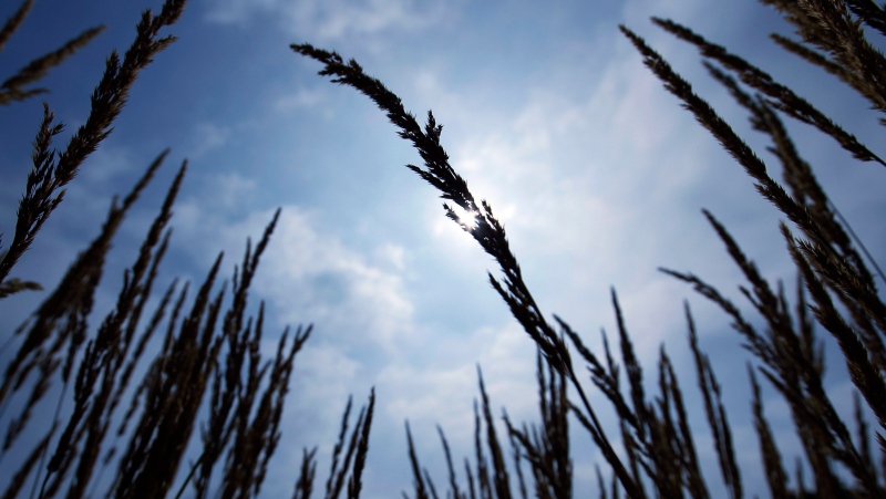 A stand of prairie grass is silhouetted against the sun in this file photo. (Source: AP Photo/Michael Conroy)