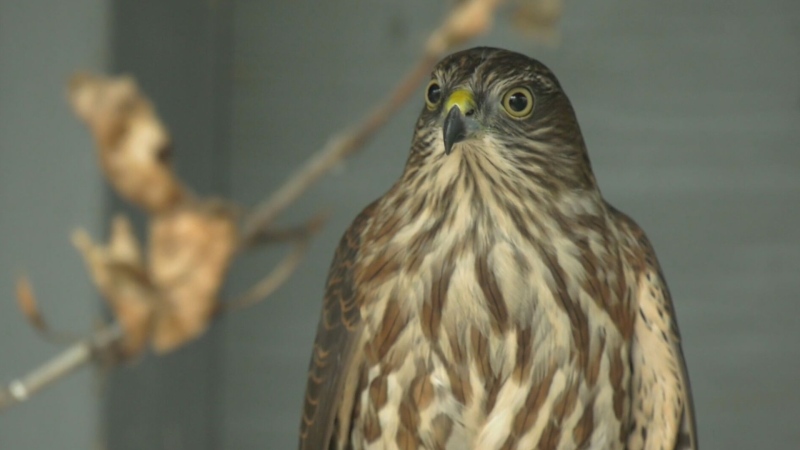 Dangerous time of year for young hawks