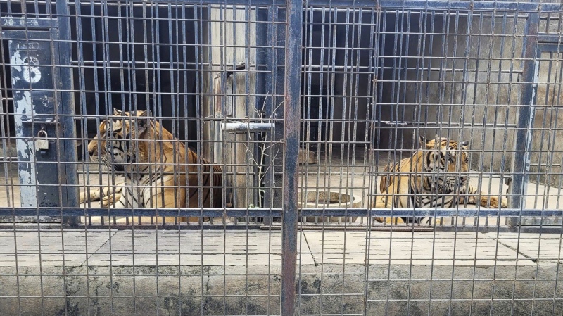 Tigers are kept in cages at Dong Xoai zoo in Bien Hoa city, Vietnam on Thursday, Oct. 3, 2024. (Phuoc Tuan/VNExpress via AP)