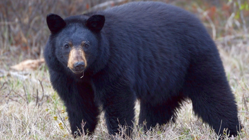 An outfitter in Kenora, Ont., and two individuals have been fined a total of $9,500 for bear hunting offences, including abandoning a bear they shot and using it as bait to hunt another bear. (File)