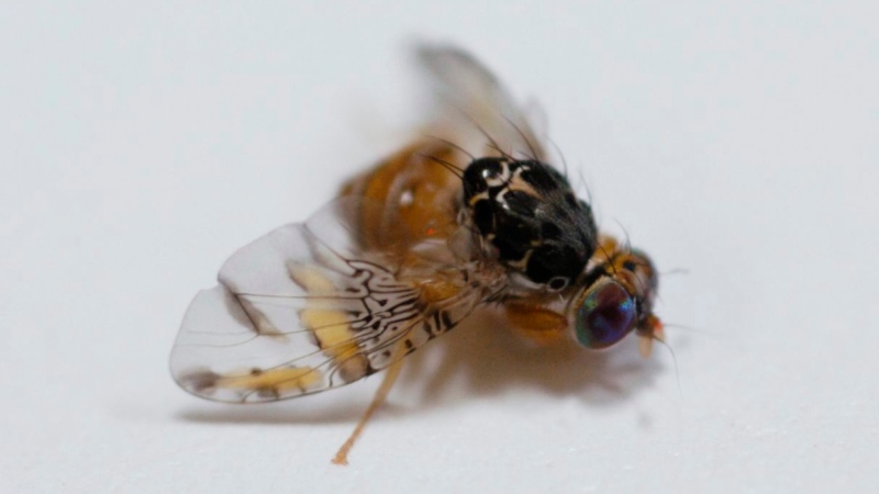 A hatched Mediterranean fruit fly is shown Sept. 17, 2007, in Sarasota, Fla. (Rod Millington 