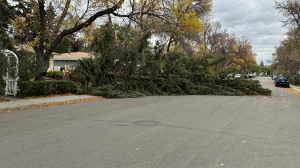 A large tree lays on McCallum Avenue in Regina Saturday morning as wind gusts close to 100 km/h hit the city and other parts of southern Saskatchewan. (Courtesy: Caleb Lalonde) 