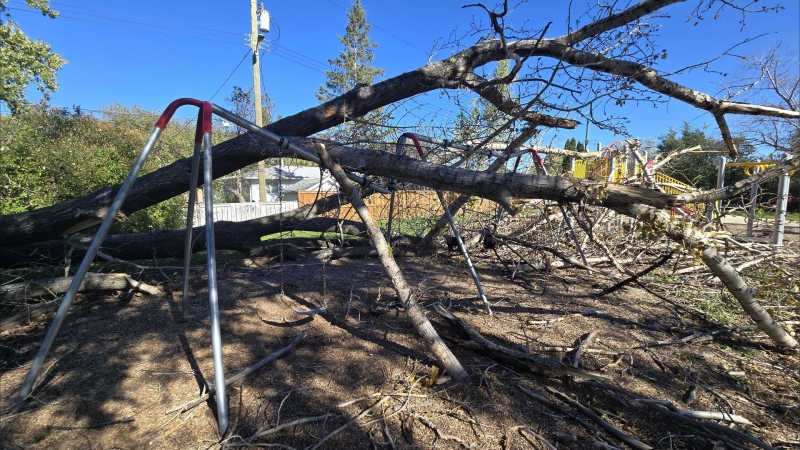 A weekend windstorm knocked over trees across southern Manitoba. (Source: Daniel Timmerman/CTV News)