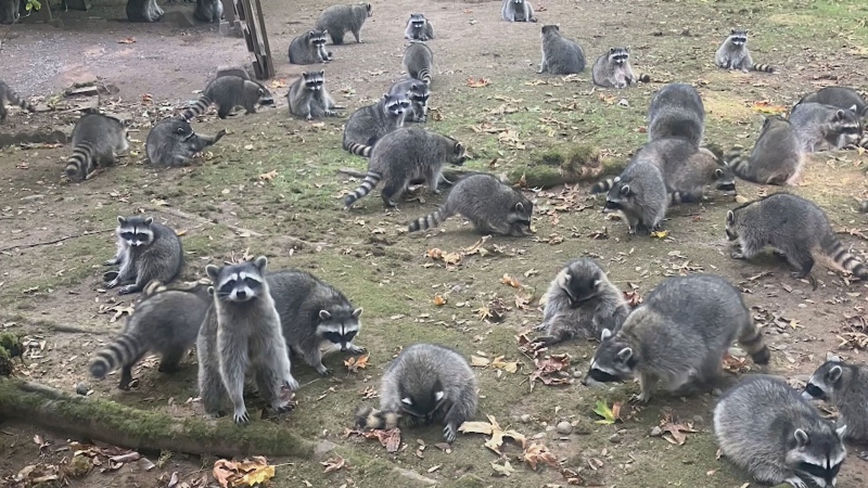 Swarm of racoons outside of woman's house