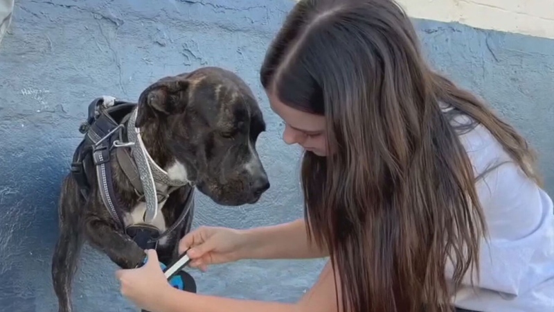 Arizona teen helping dogs of those without shelter