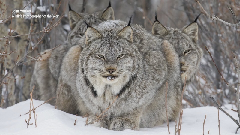 Canmore, Alta.'s John Marriott won an award for best animal portrait in this year's Wildlife Photographer of the Year competition hosted by the Natural History Museum in the U.K. (Supplied)