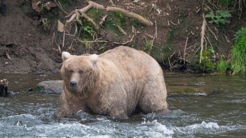 Grazer is pictured at Katmai National Park in Alaska on Sept. 14, 2023. (F. Jimenez / National Park Service via AP)