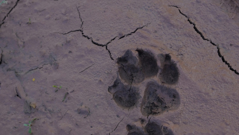 Paw print left in the dirt. (Source: Zakhar Vozhdaienko/Pexels)