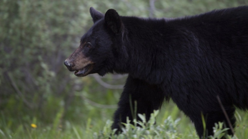 The British Columbia Conservation Officer Service says it is investigating after a the bodies of two black bears with their paws removed were found in a Fraser Valley river. THE CANADIAN PRESS/Jonathan Hayward