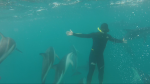 Gary Sutton swims with dolphins in this photo he shared with CTV News.