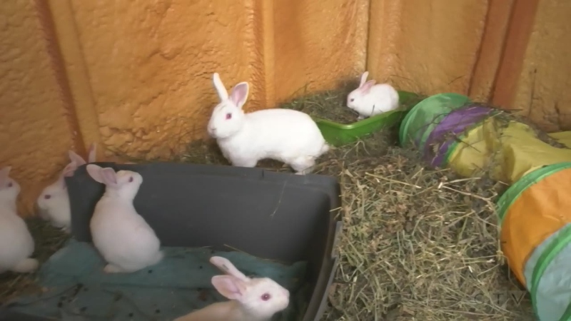 Several white rabbits were rescued from a ditch in Barrie, Ont., and brought to the shelter in Alliston. (CTV News/Mike Lang)