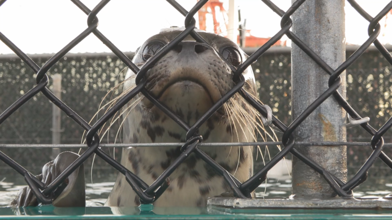 Five rescued harbour seals were released into the wild Thursday after rehabilitation at the Vancouver Aquarium Marine Mammal Rescue Centre. (CTV News)