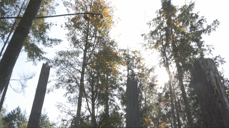 Thousands of looper moth damaged trees will be chopped in Stanley Park after Vancouver Park Board approved a removal project.