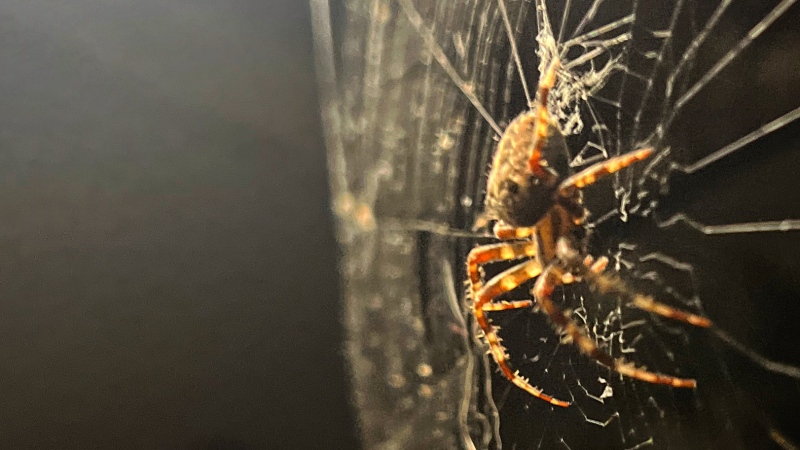 A female orb-weaver spider prepares to lay her eggs before the winter. She is among the many in the Montreal-area that are move visible in the autumn. (Daniel J. Rowe, CTV News)