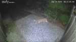 Bowen Island cougar