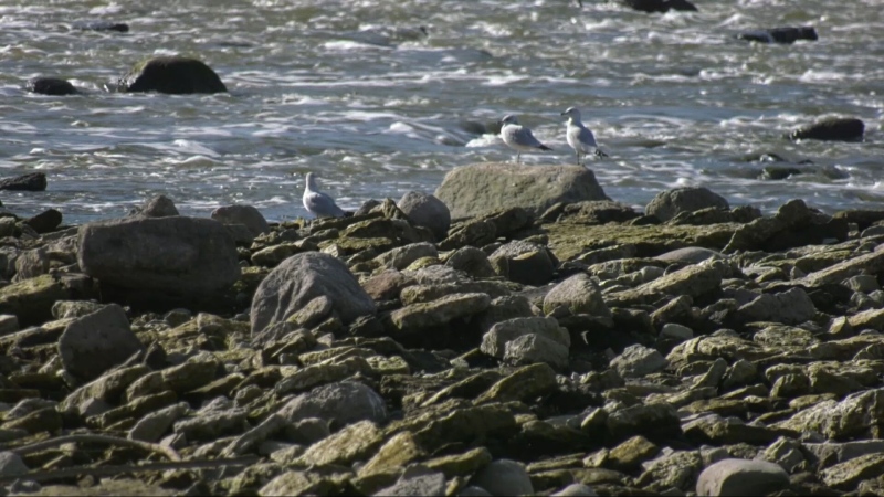 Gulls are pictured near the Lockport Dam on Oct. 16, 2024. (Danton Unger/CTV News Winnipeg)