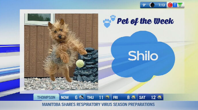 Pet of the Week: Shilo the Australian terrier 