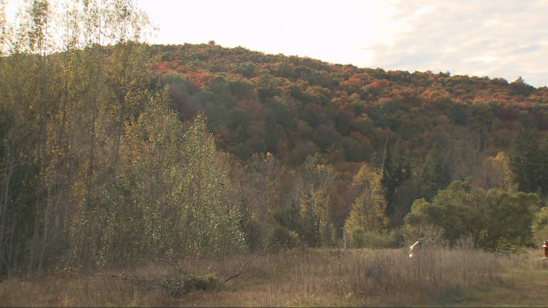 The fall colours in Gatineau Park. (Brad Quinn/CTV News Ottawa)