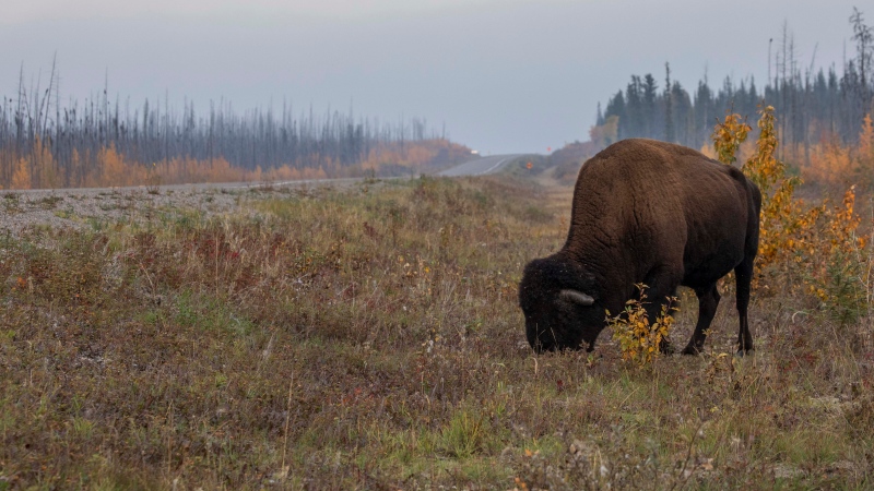 A 52-year-old man is facing charges after six bison were illegally killed and removed from a farm property in southwestern Manitoba. A lone bull wood bison grazes alongside the Mackenzie Highway near Fort Providence, N.W.T., Friday, Sept. 15, 2023.(Bill Braden/The Canadian Press)