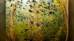 Shane Gross's image, captured beneath the surface of Cedar Lake on Vancouver Island, B.C. (Image courtesy of Shane Gross)