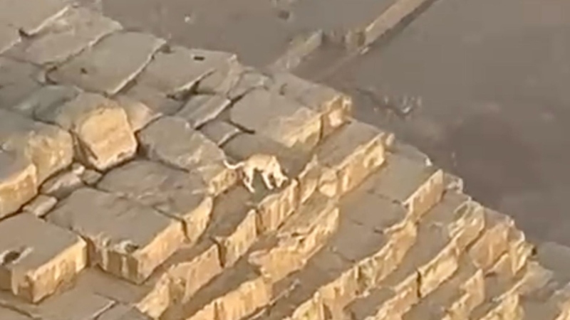 A dog was spotted on top of the second tallest of Egypt's Great Pyramids. Marshall Mosher via CNN Newsource