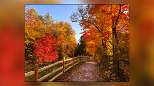 PICTURE THIS: FALL COLOURS