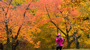 Cooler temps move into Toronto, but things warm up ahead of Halloween