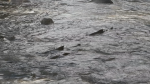 Salmon are seen swimming in Hyde Creek in Port Coquitlam, B.C., on Thursday, Oct. 24, 2024. (CTV News)