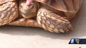 The search for a popular tortoise that went missing from his home in Piedmont is over after his owner said he came home. KOCO via CNN Newsource