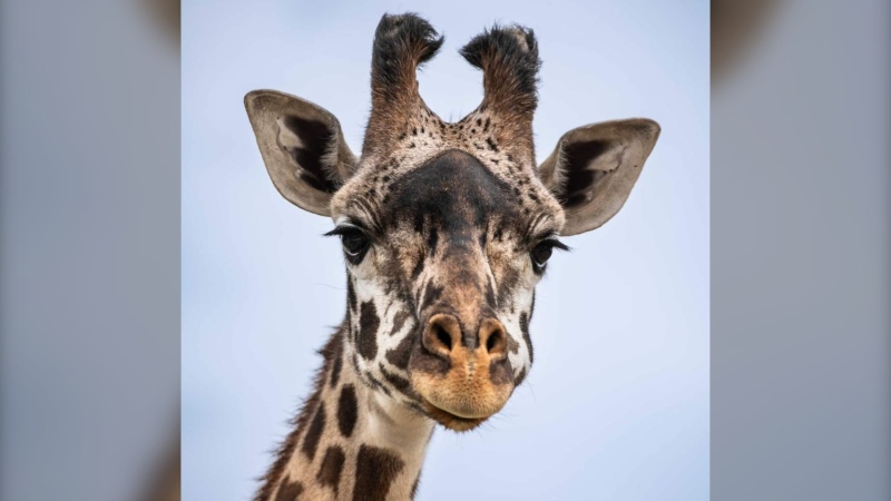 female Masai giraffe Amani (Photo credit: Toronto Zoo).