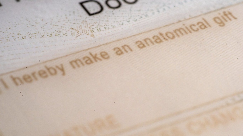 The organ donor entry on the back of a driver license is photographed in New York on Friday, Oct. 25, 2024. (AP Photo/Patrick Sison)