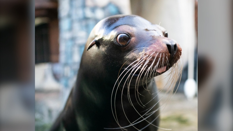 Clara a California sea lion, who was 30, has died at the West Edmonton Mall. (Facebook/West Edmonton Mall) 