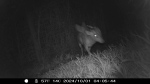 Bristol Zoo's conservation team captured night vision footage of a 'mysterious' creature, seen above, on zoo grounds. (Bristol Zoo Project)