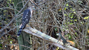 Squirrel teasing a Hawk, and evading its capture on multiple occasions. (Debbie Linton/CTV Viewer)